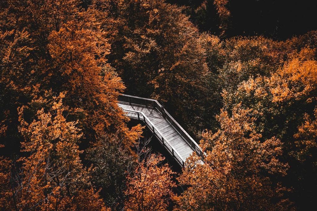 Winding path through a lush forest symbolizing learning journey