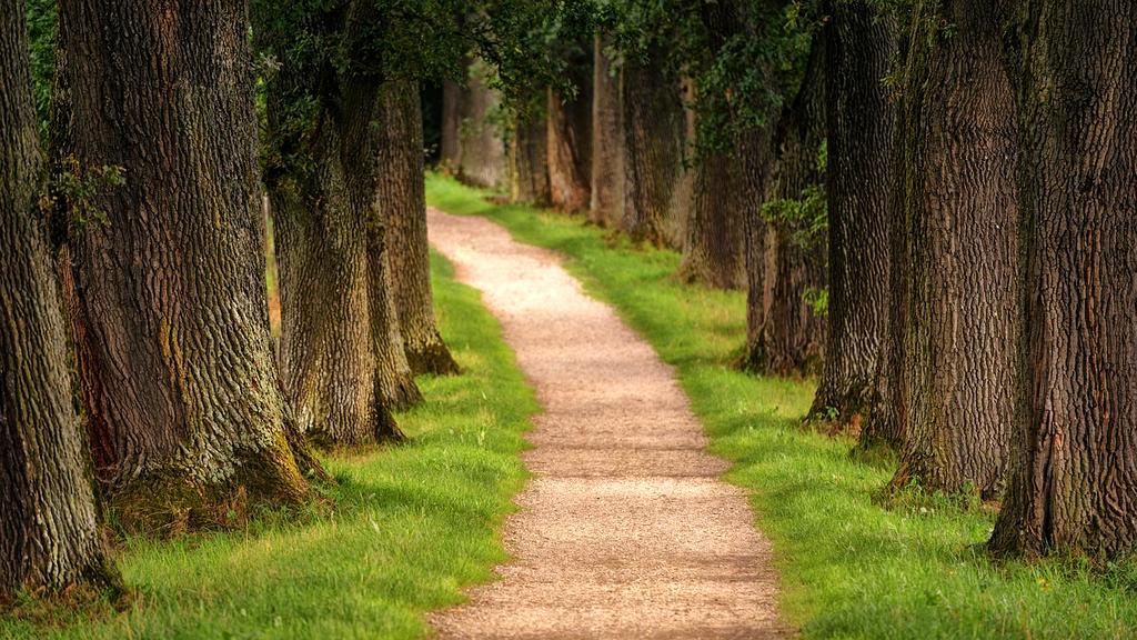 Forest path with sunlight