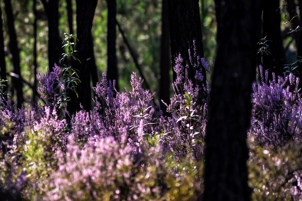 Forest privacy background